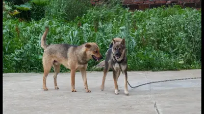 二狗，乡村好快活